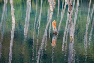 古木を映す初秋の青い池の湖面　美瑛町
