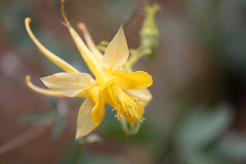 Close up view Aquilegia chrysantha golden columbine blooming in vivid yellow within the sunny desert botanical garden