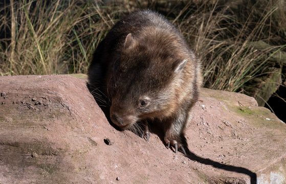 Common Wombat (Vombatus ursinus)