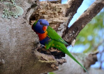 Rainbow lorikeet parrot in tree