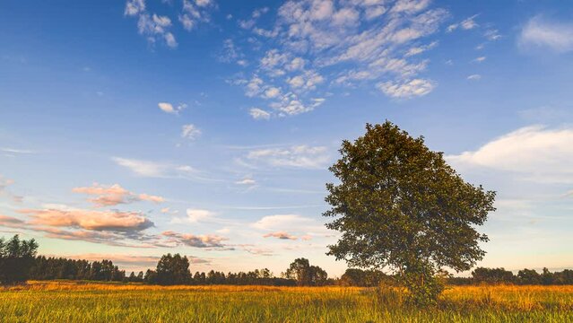 The golden hour over the Polish meadow.