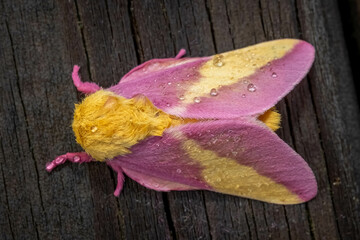 Top view of a Rosy Maple Moth (Dryocampa rubicunda), which resembles a cute stuffy toy. Raleigh,...