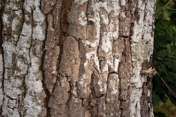 Hipparchia fagi - Woodland grayling - Sylvandre - Grand sylvandre