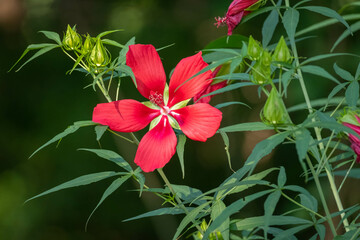 A brilliant red blom of Scarlet Rosemallow (Hibiscus coccineus), native to the Southeast US. Raleigh, North Carolina.