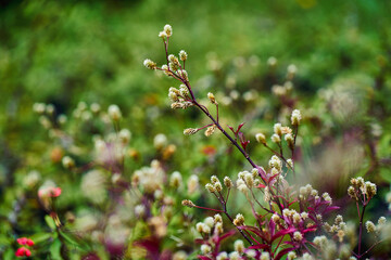 Flores en el Campo