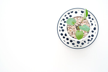 Modern houseplants in a terrazzo pot on a white background, minimal creative home decor concept, top view with copy space.