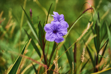 Flores en el Campo