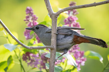 Catbird on colorful Lilac Bush.