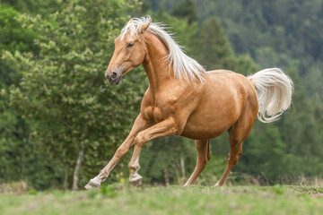Portrait of a beautiful palomino kinsky horse gelding galloping across a pasture in summer outdoors - obrazy, fototapety, plakaty
