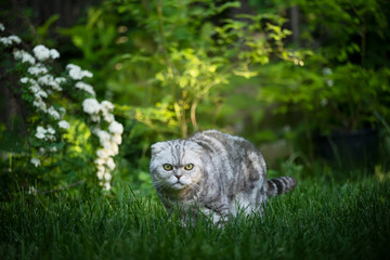 Scottish fold cat in the garden.
