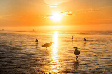 Dawn on the ocean coast at low tide. Silhouettes of seagulls in the golden sunlight. orange sun in the water. USA. Maine.
