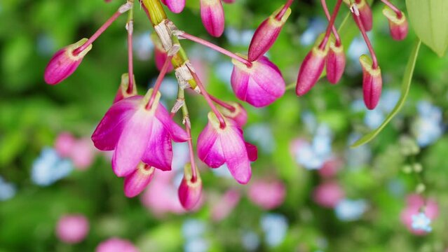 上から眺めるデンドロビュームの花