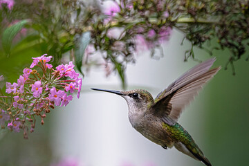 Fototapeta na wymiar Ruby-Throated hummingbird on pink butterfly bush.
