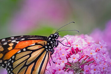 Colorful Monarch butterfly on pink butterfly bush.