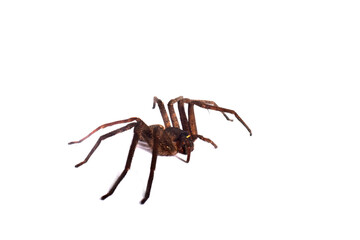 spider on white background