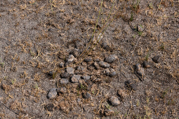 Horse manure on dry grass to be used as fertilizer in agriculture.