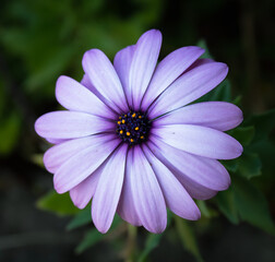Fototapeta premium purple flower in the garden