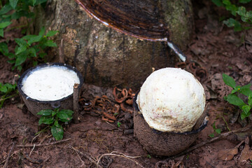 Latex in the garden of farmer