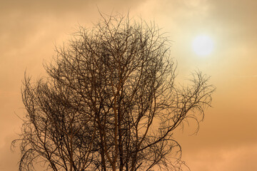 natural background of dried tree with background of sunset sky in africa