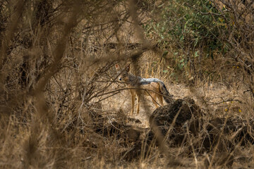 jackal wild dog standing behind tree bush in savanna grassland at Masai Mara national reserve kenya