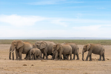 herd of African elephants walking together at Amboseli national park Kenya