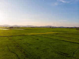 Green paddy rice plantation field against blue sky cloud sunset light