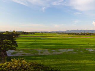 Fototapeta premium Green paddy rice plantation field against blue sky cloud sunset light