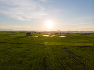 Green paddy rice plantation field against blue sky cloud sunset light