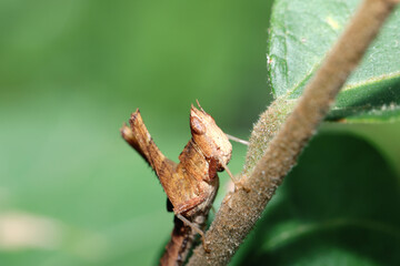 A brown grasshopper on  leaf