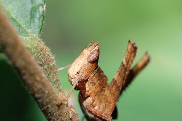 A brown grasshopper on  leaf