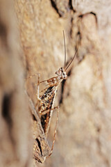 A brown grasshopper on the tree