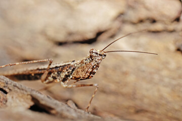 A brown grasshopper on the tree