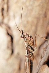 A brown grasshopper on the tree