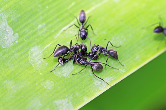 Black Ant On Green Leaf