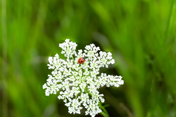 A zoomed out photo of a Ladybug crawling in the middle of a white flower, Queen Anne's Lace.  Flower is in a field of green grass.