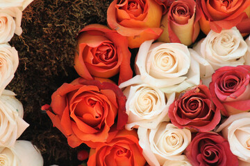 Clustered spiral wedding bouquet of red and cream Rosaceae roses freshly cut and fragrant on display at the botanical garden
