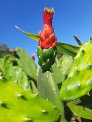 cactus with flower