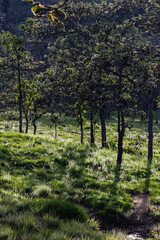 The siam tulip on green field in the morning