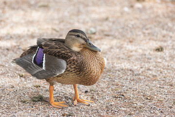 mallard wild dabbling duck flaunts vivid purple iridescent plumage and bright orange webbed feet at the local pond