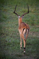 An impala walks away, displaying the distinctive pattern on its rump, in a grassy field in the East African nation of Uganda.