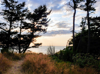 Fototapeta premium sunset in the forest by the sea