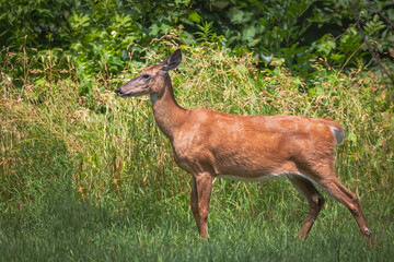 A white-tailed deer standing in a meadow