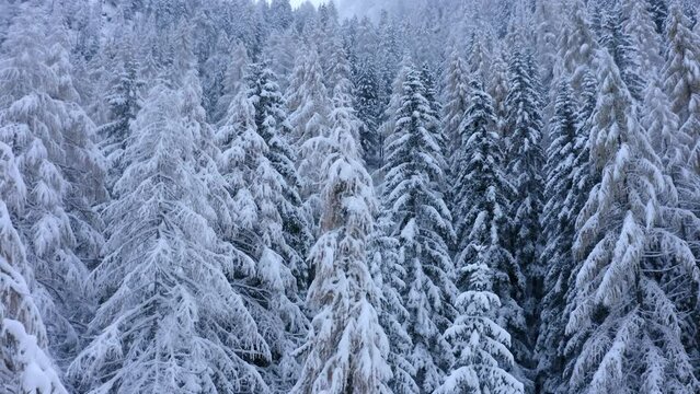 Aerial Forward Growth Of Tall Frozen Trees In Forest During Snowfall - Val Gardena, Italy