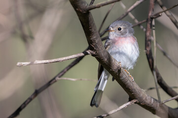Obraz premium Female rose robin (Petroica rosea), NSW, Australia. Cute Australian songbird.