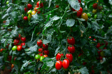 Obraz premium Growing organic red cocktail tomatoes on branch in glasshouse