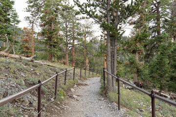 Evergreen tree lined gravel hiking trail with safety guard rails leads up the ski mountain during cloudy summer monsoon weather