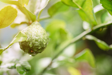 Fresh green bergamot grows with natural care. and grown organically , to be used as a medicinal ingredient The ancients used essential oils to relieve symptoms and cure diseases. It also cooks. - obrazy, fototapety, plakaty