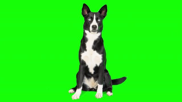 4k black and white mixed breed dog on green screen isolated with chroma key. Dog sitting down and looking around
