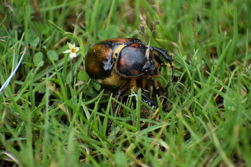 walking beetle