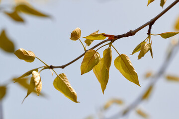 Branch of Yellow Spring Leaves and Blue Sky